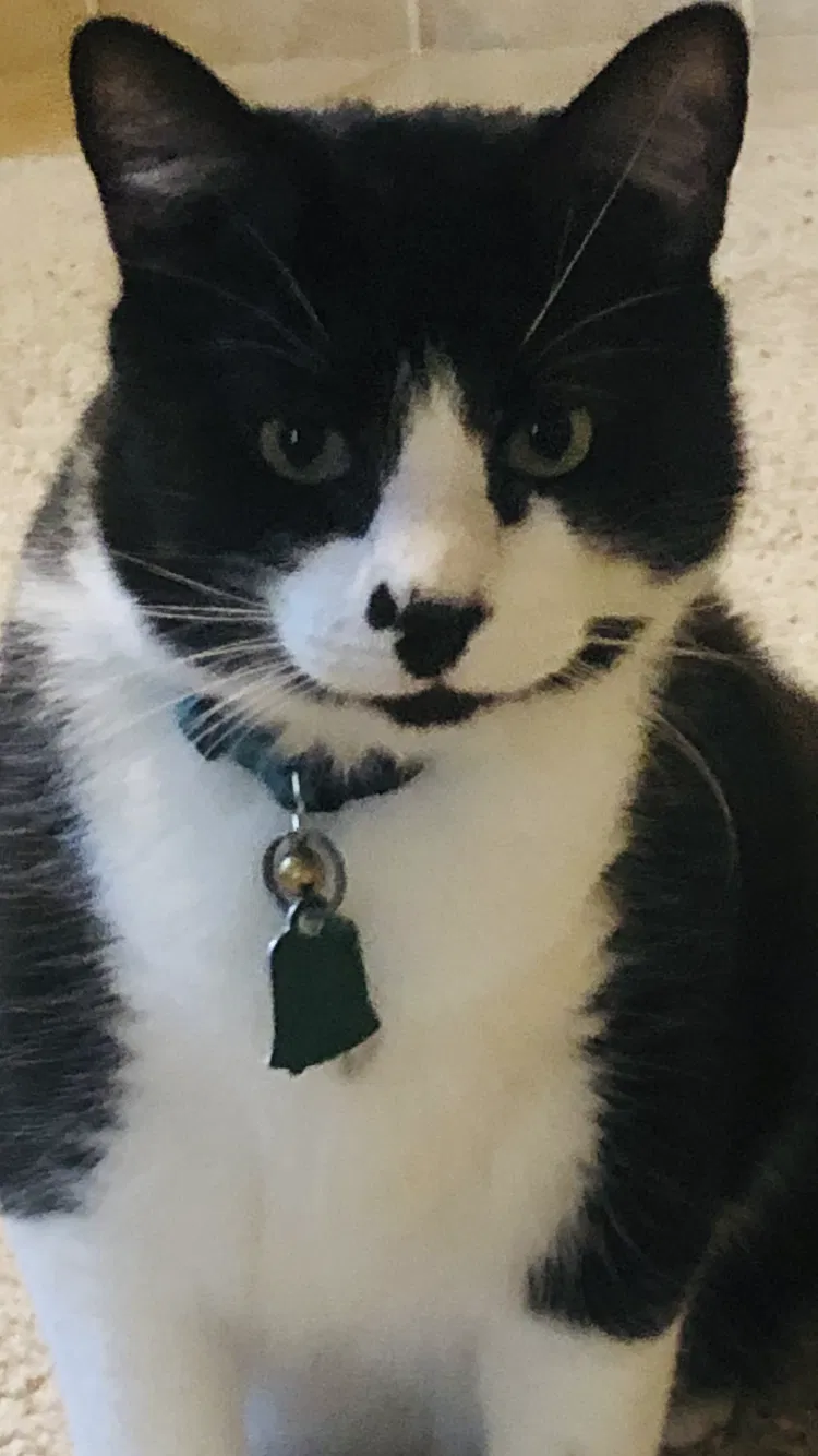 Lost cat in Plano, TX, 75024