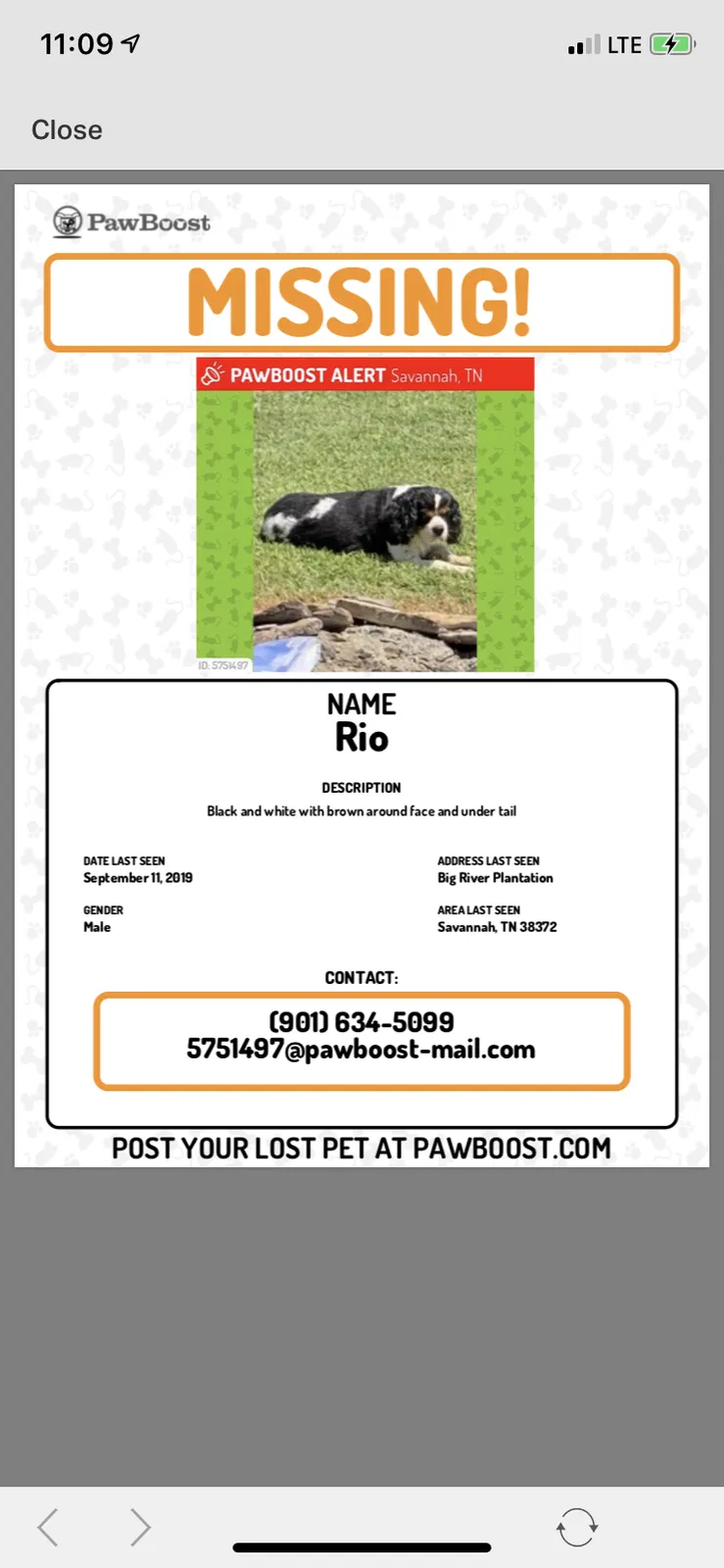 Lost dog in Savannah, TN, 38372