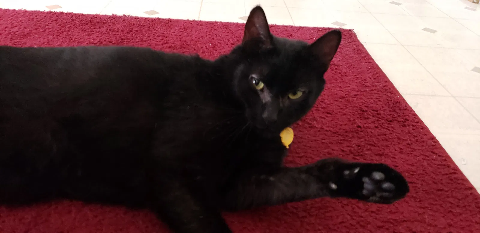 Lost cat in Williamsburg, VA, 23188