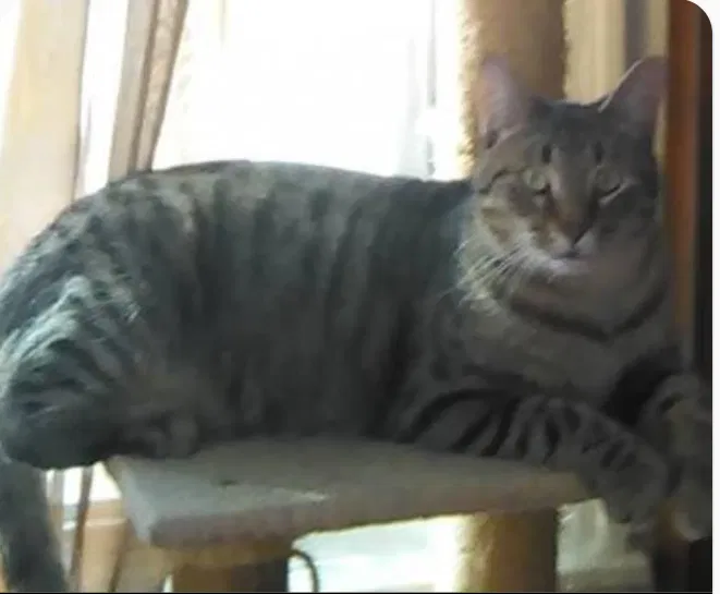 Lost cat in Grand Blanc, MI, 48439
