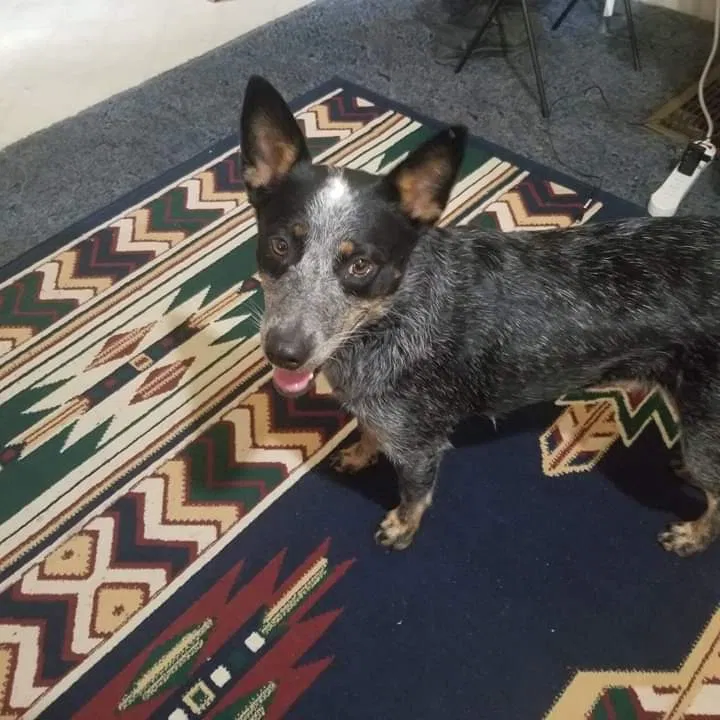 Lost dog in Neeses, SC, 29107