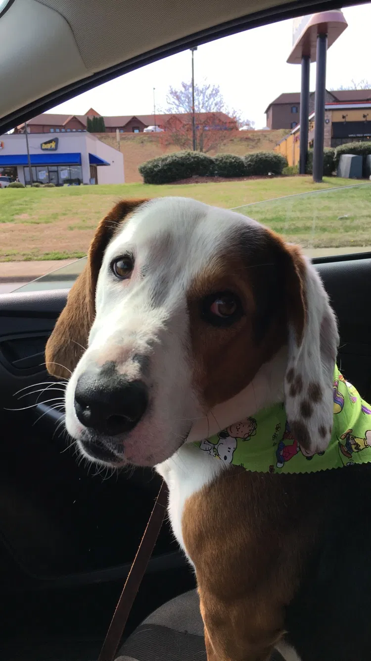 Lost dog in Lenoir, NC, 28645