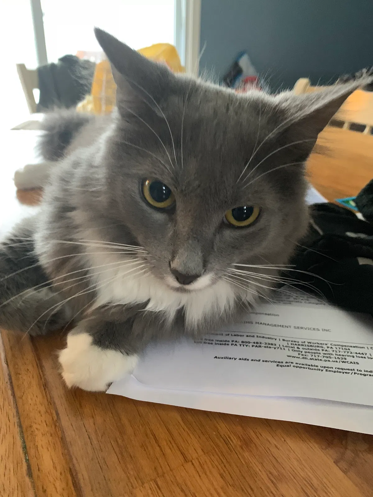 Lost cat in New Stanton, PA, 15672