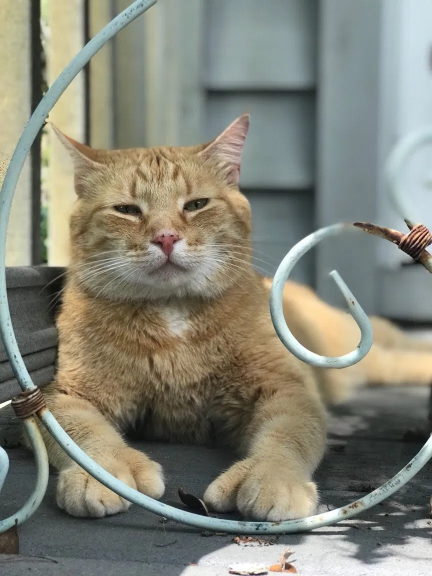Lost cat in Gainesville, FL, 32608