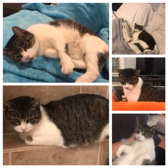 Lost cat in Walhalla, SC, 29691