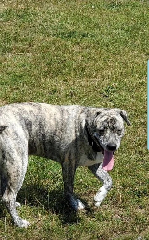 Lost dog in Vancouver, WA, 98686