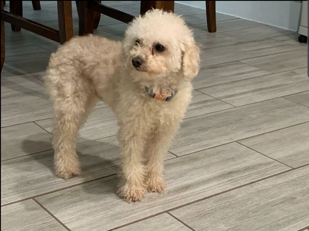 Lost dog in Duncanville, TX, 75116
