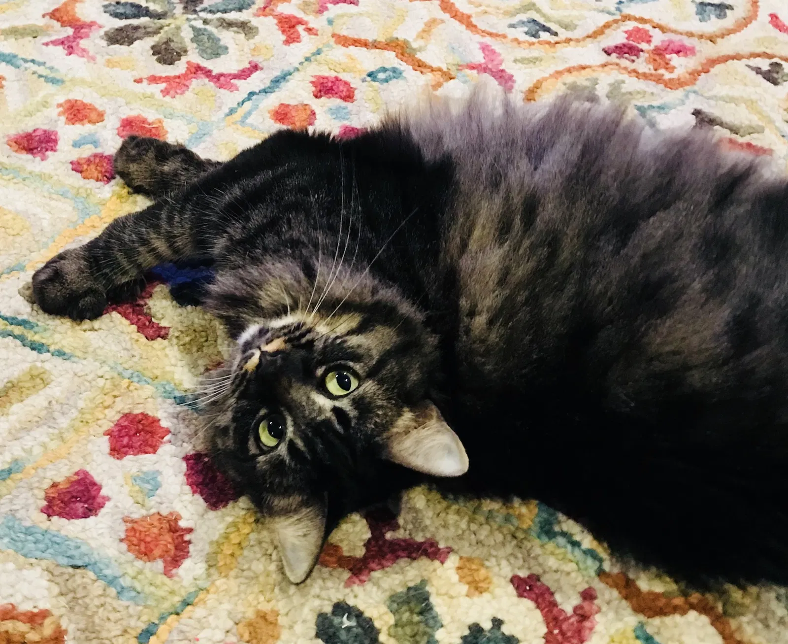 Lost cat in Waxahachie, TX, 75167