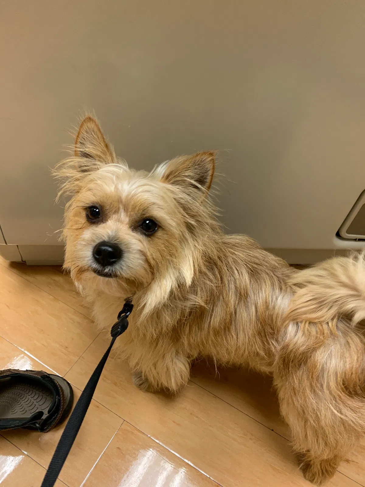 Lost dog in Vincent, OH, 45784