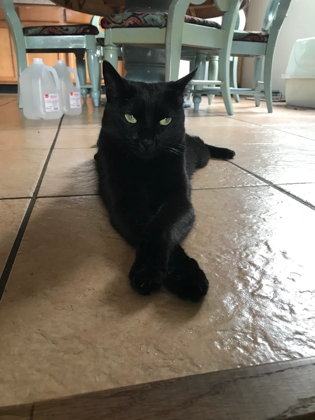 Lost cat in Tucson, AZ, 85705
