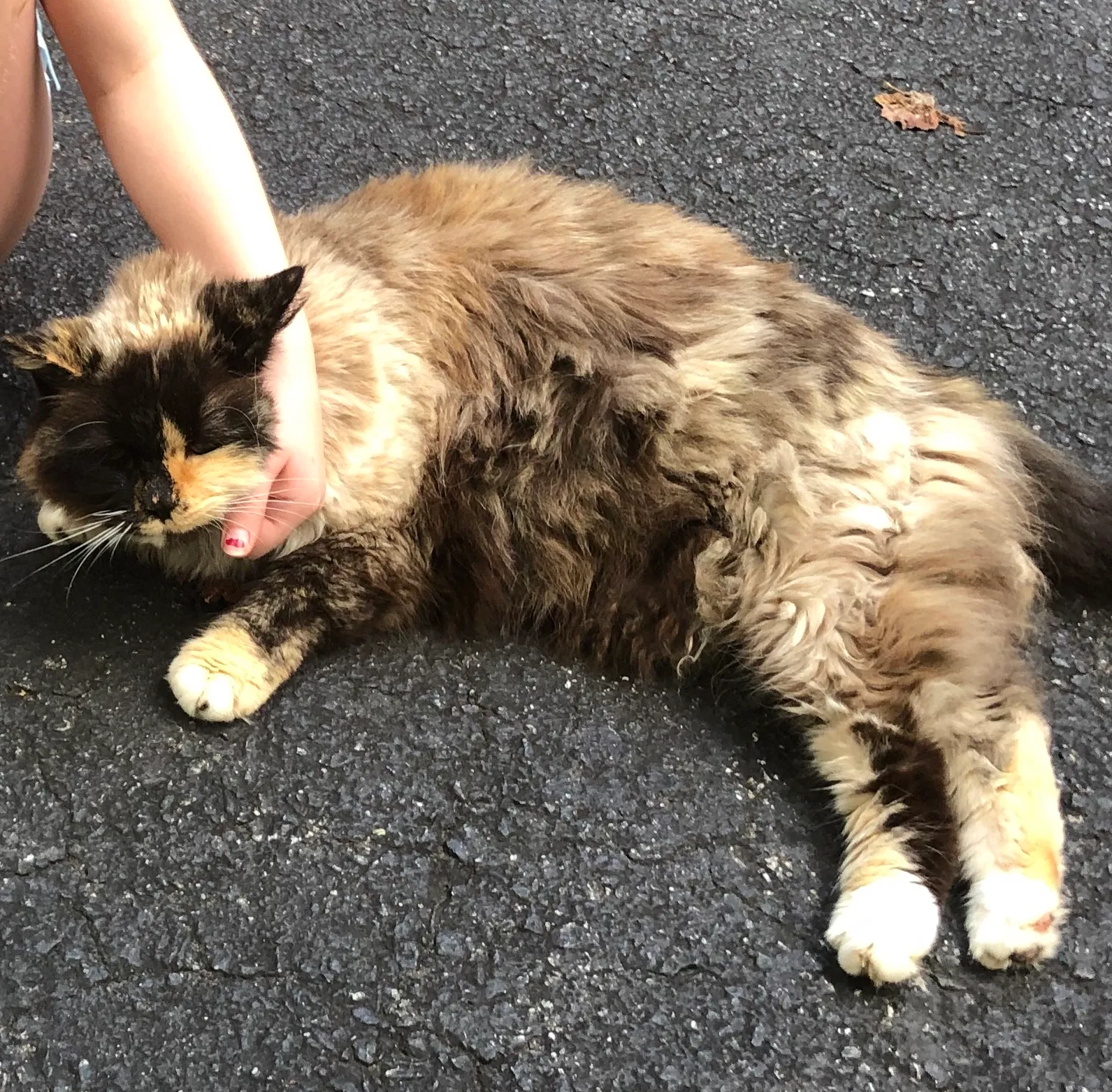 Lost cat in Asheville, NC, 28803