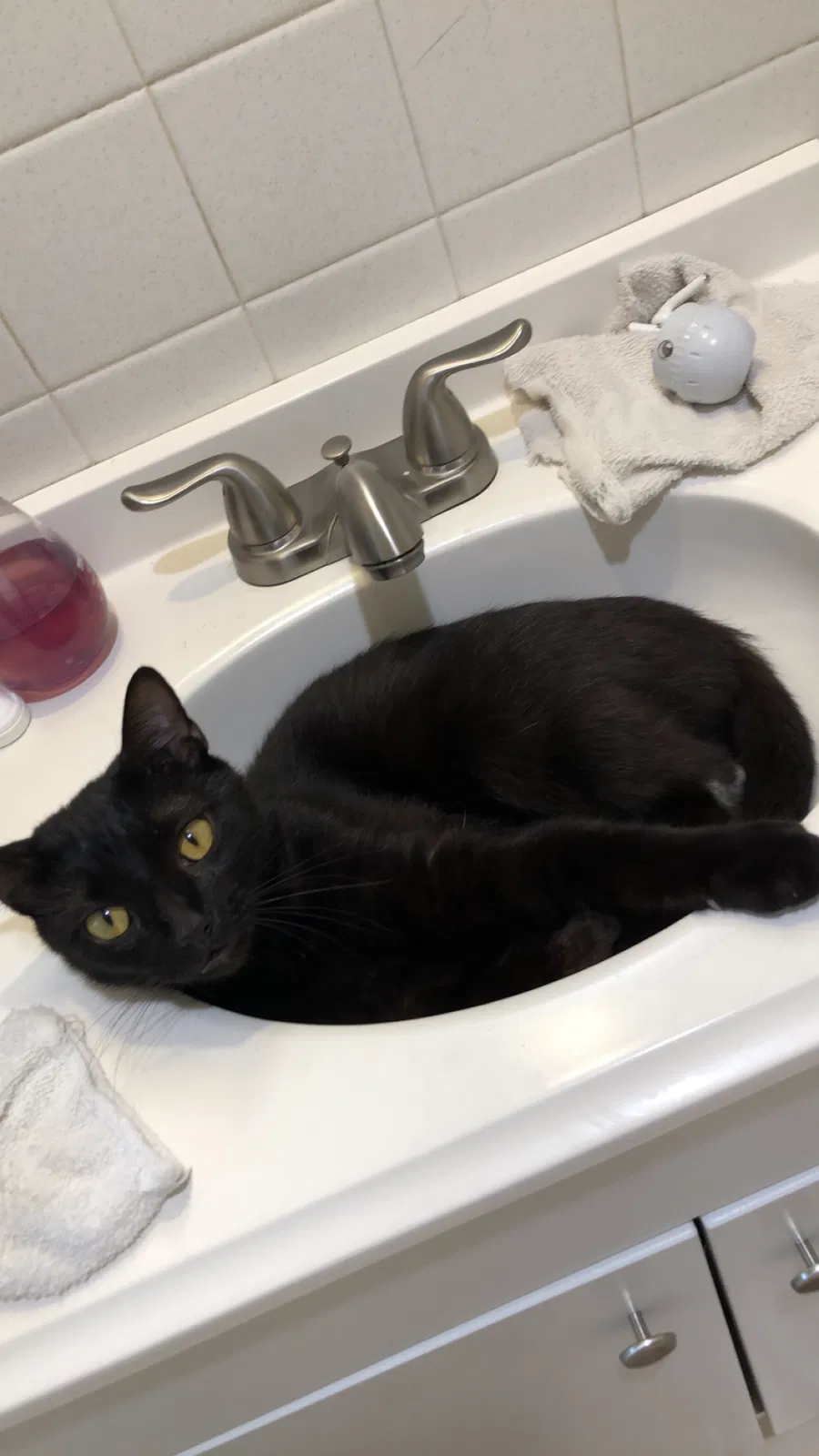 Lost cat in Raleigh, NC, 27613