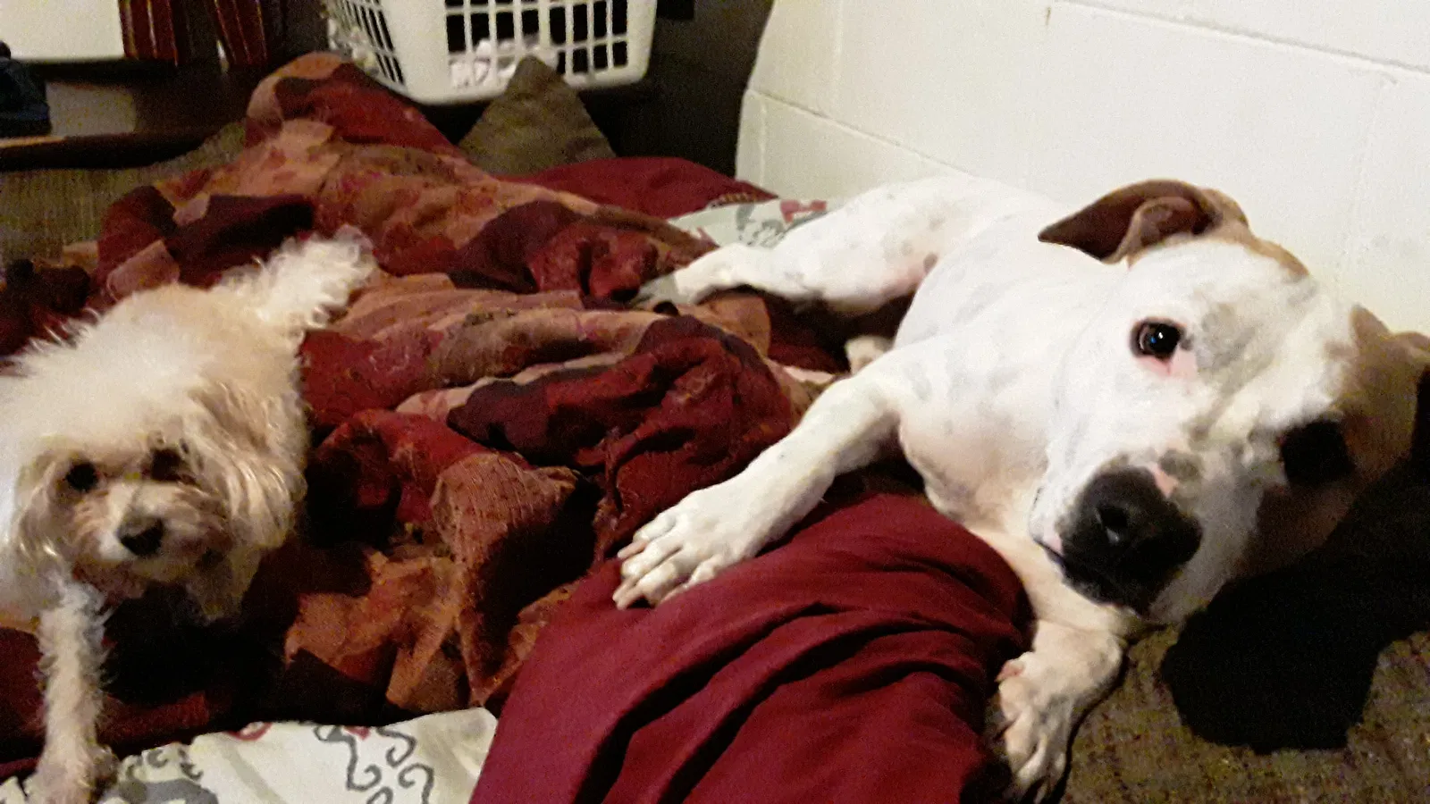 Lost dog in Romulus, MI, 48174