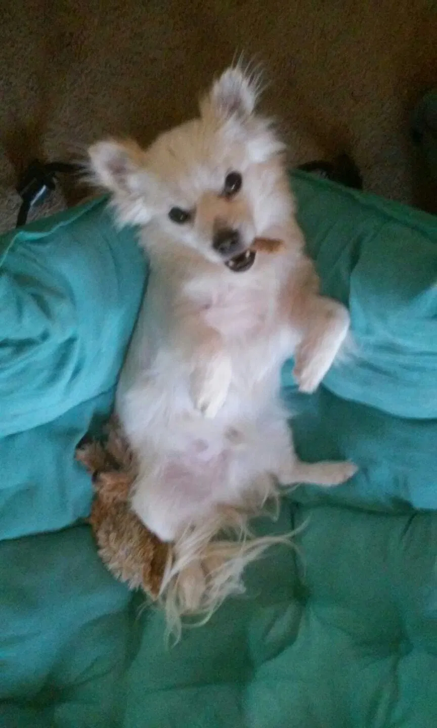 Lost dog in Buckeye, AZ, 85326