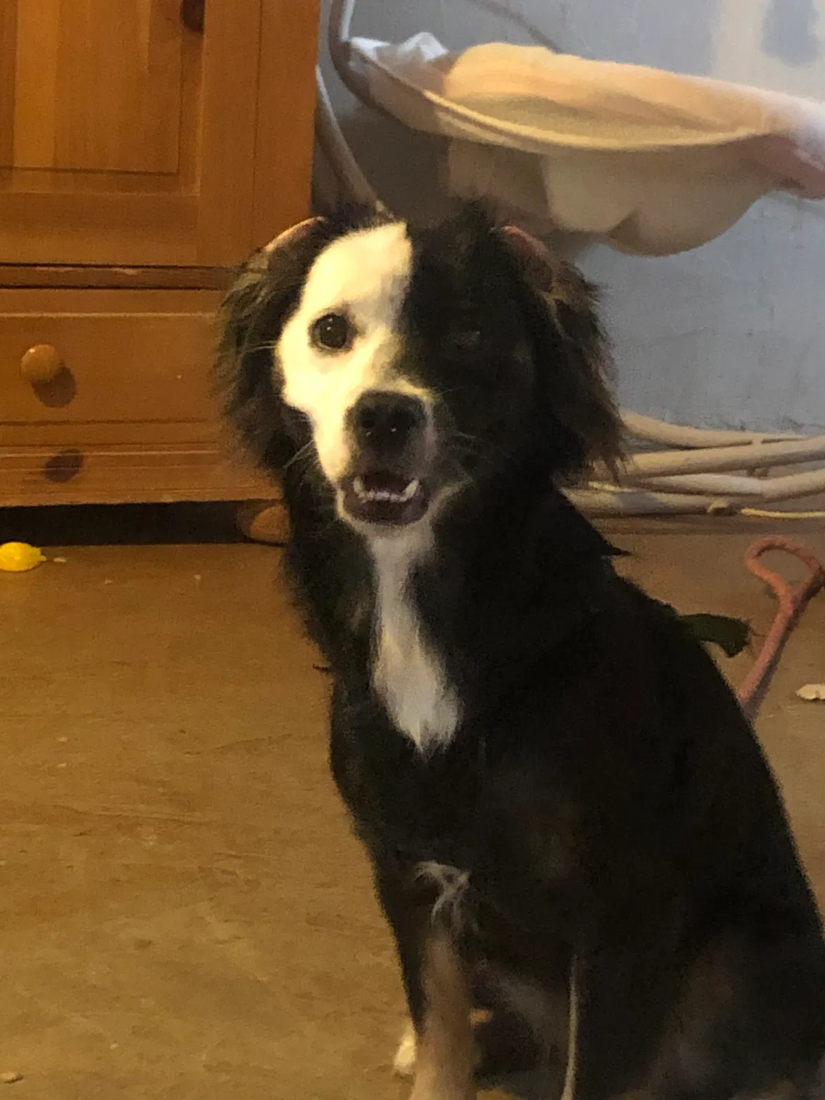 Lost dog in Tucson, AZ, 85716
