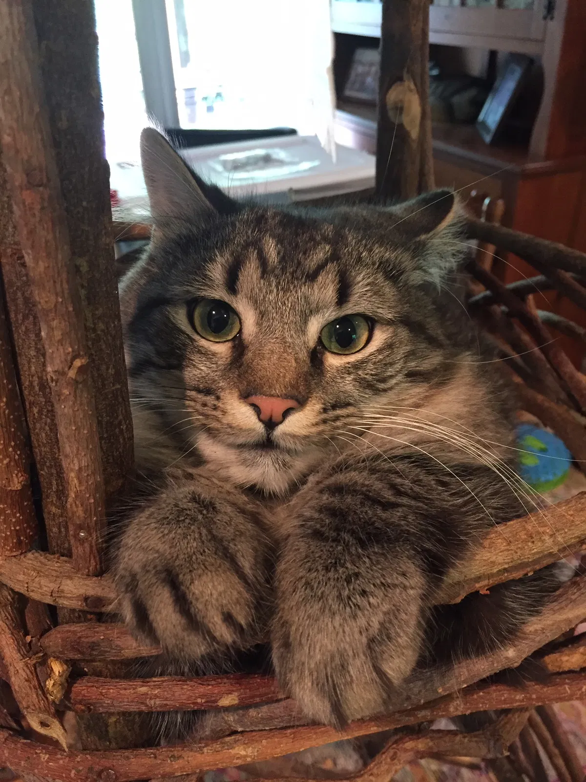 Lost cat in Summerfield, NC, 27358