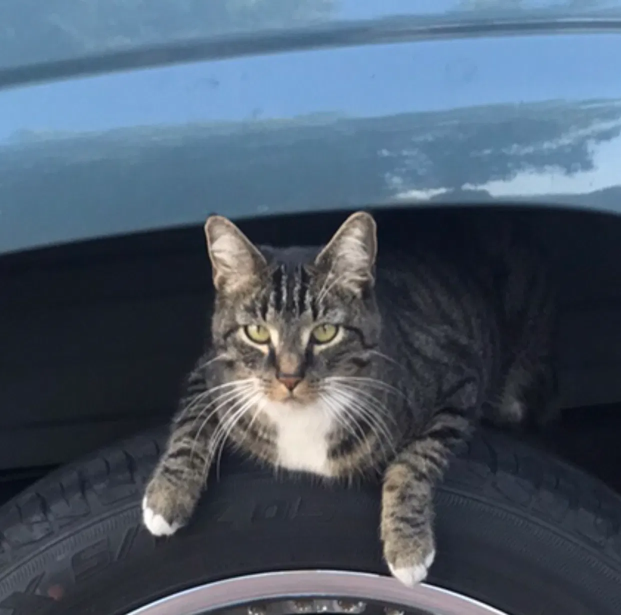 Lost cat in Riverbank, CA, 95367