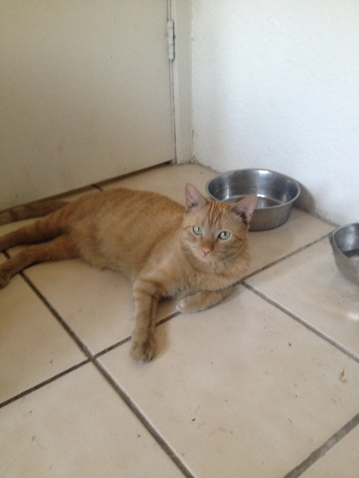 Lost cat in Tucson, AZ, 85705