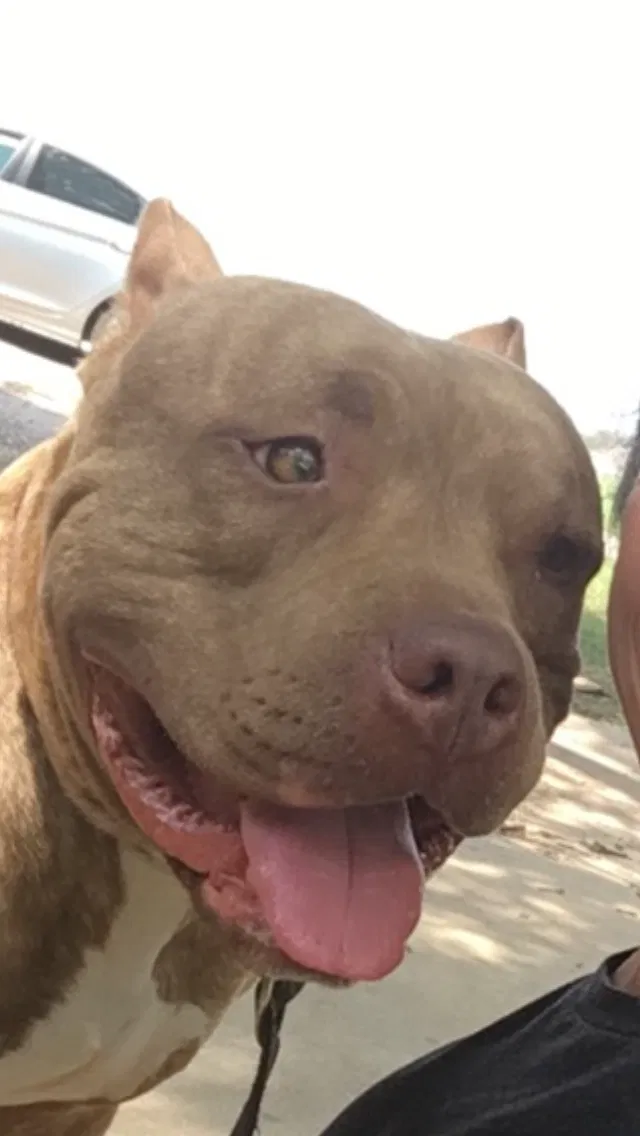Lost dog in Newcastle, OK, 73065