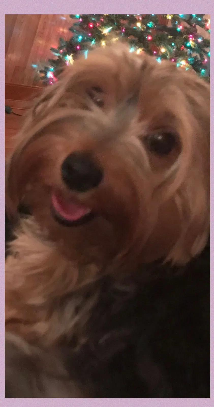 Lost dog in San Antonio, TX, 78238