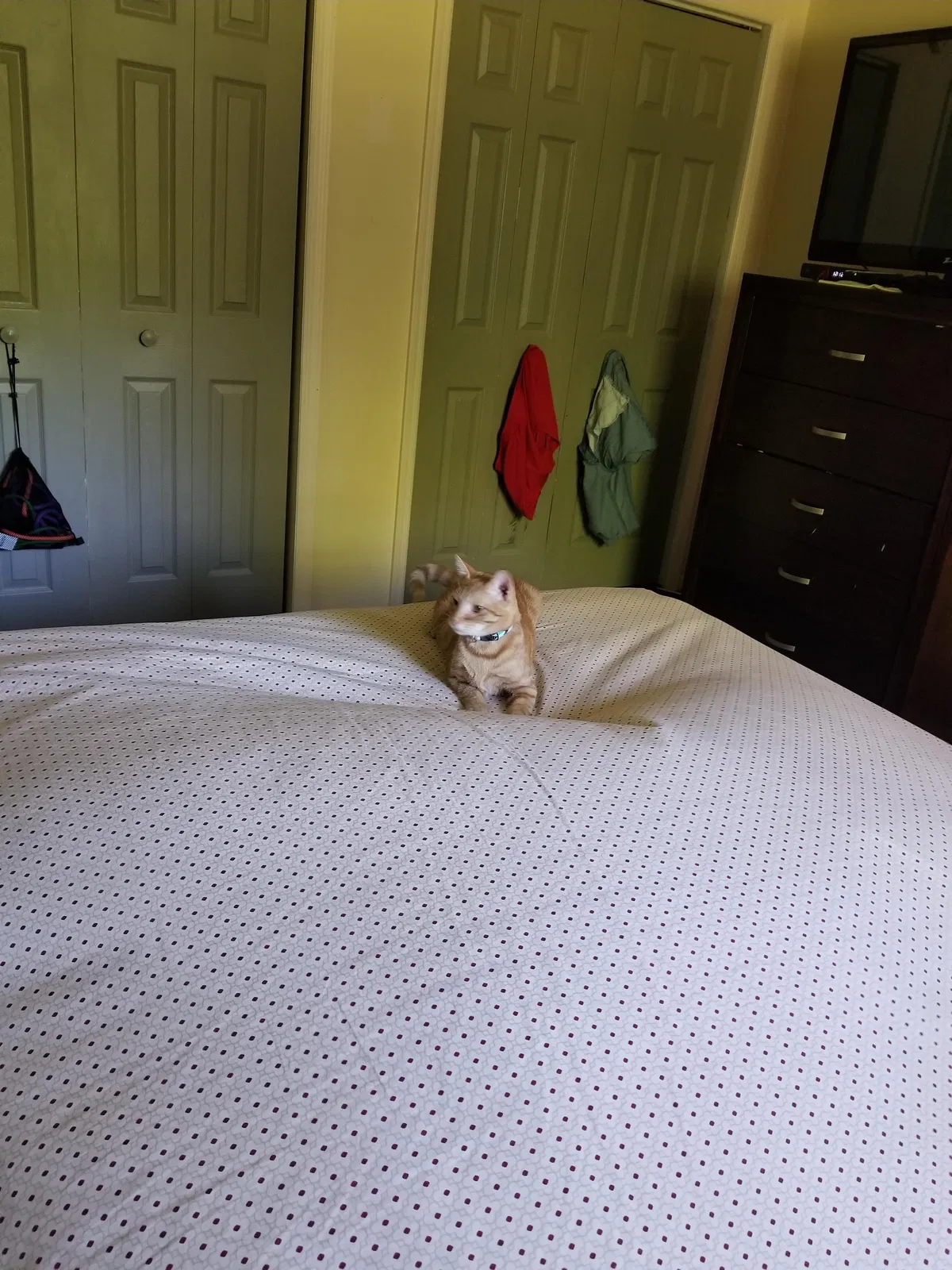 Lost cat in Sparrow Bush, NY, 12780
