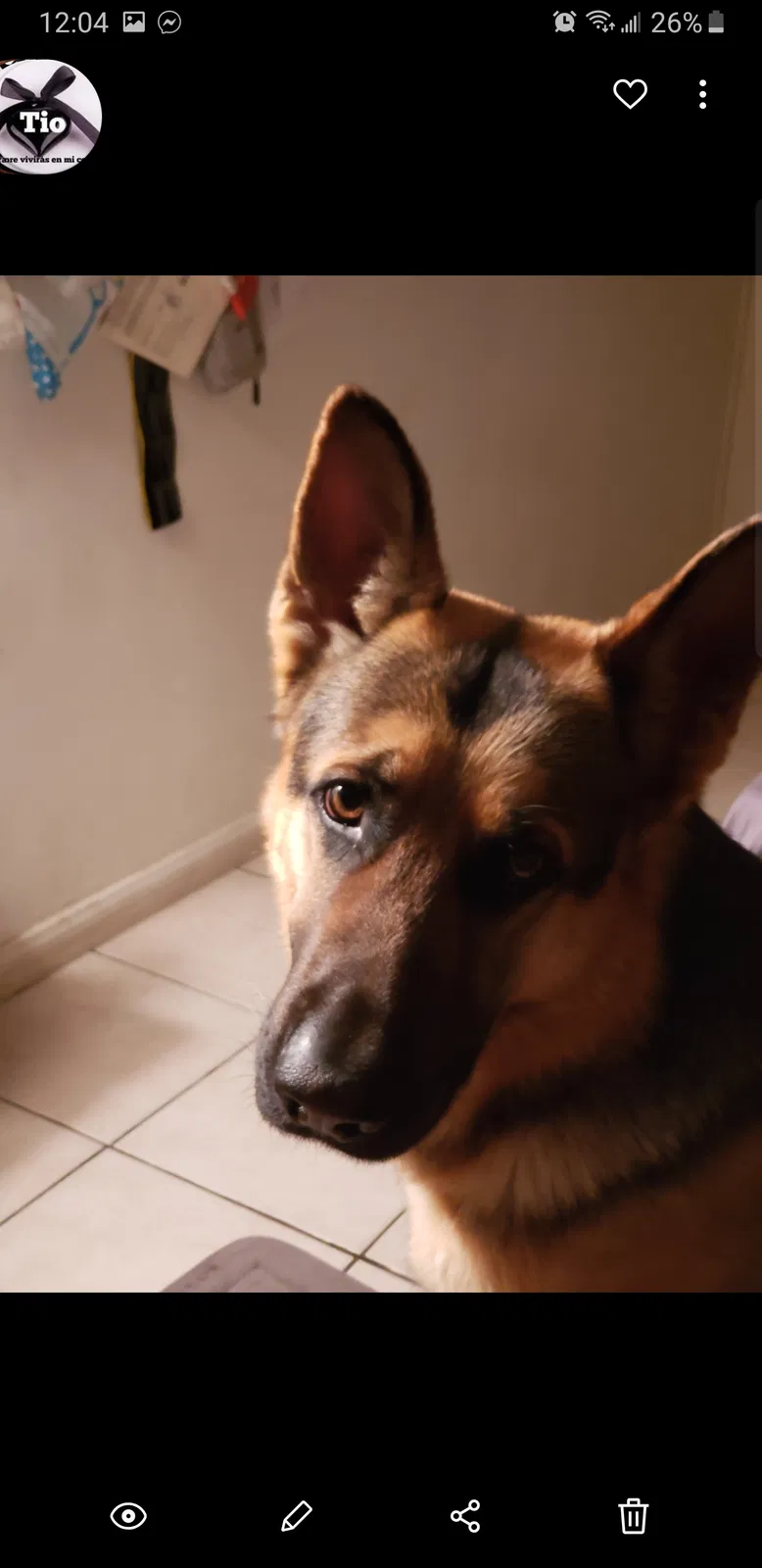 Lost dog in Hesperia, CA, 92345