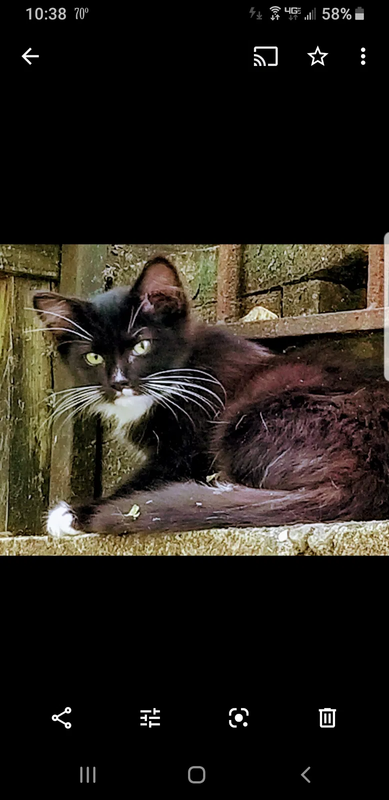 Lost cat in Austell, GA, 30106