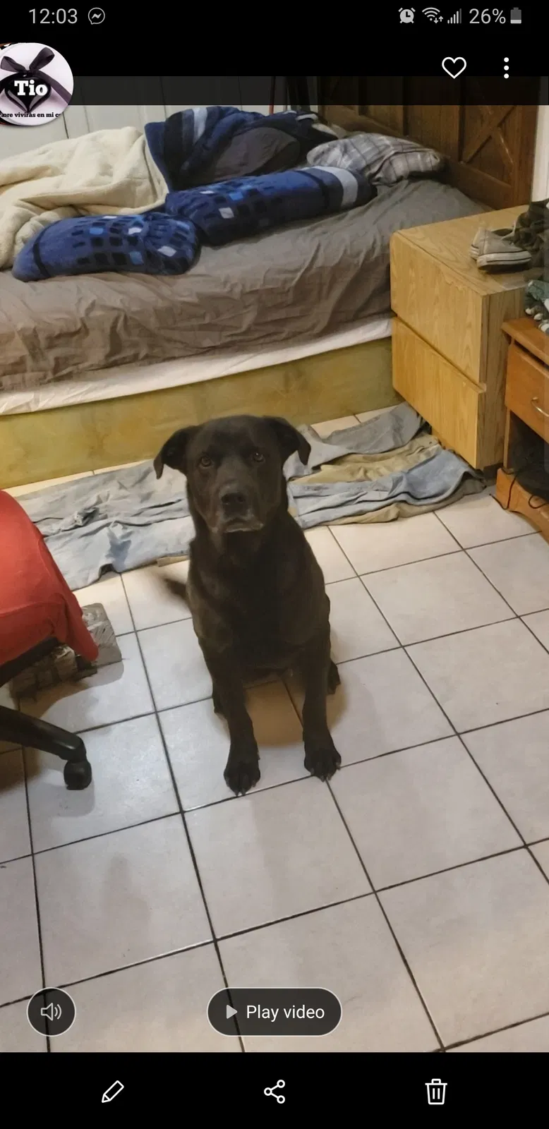 Lost dog in Hesperia, CA, 92345