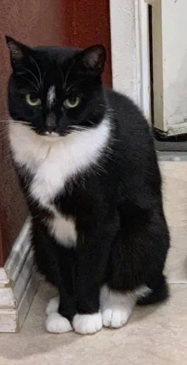 Lost cat in Mission Viejo, CA, 92691