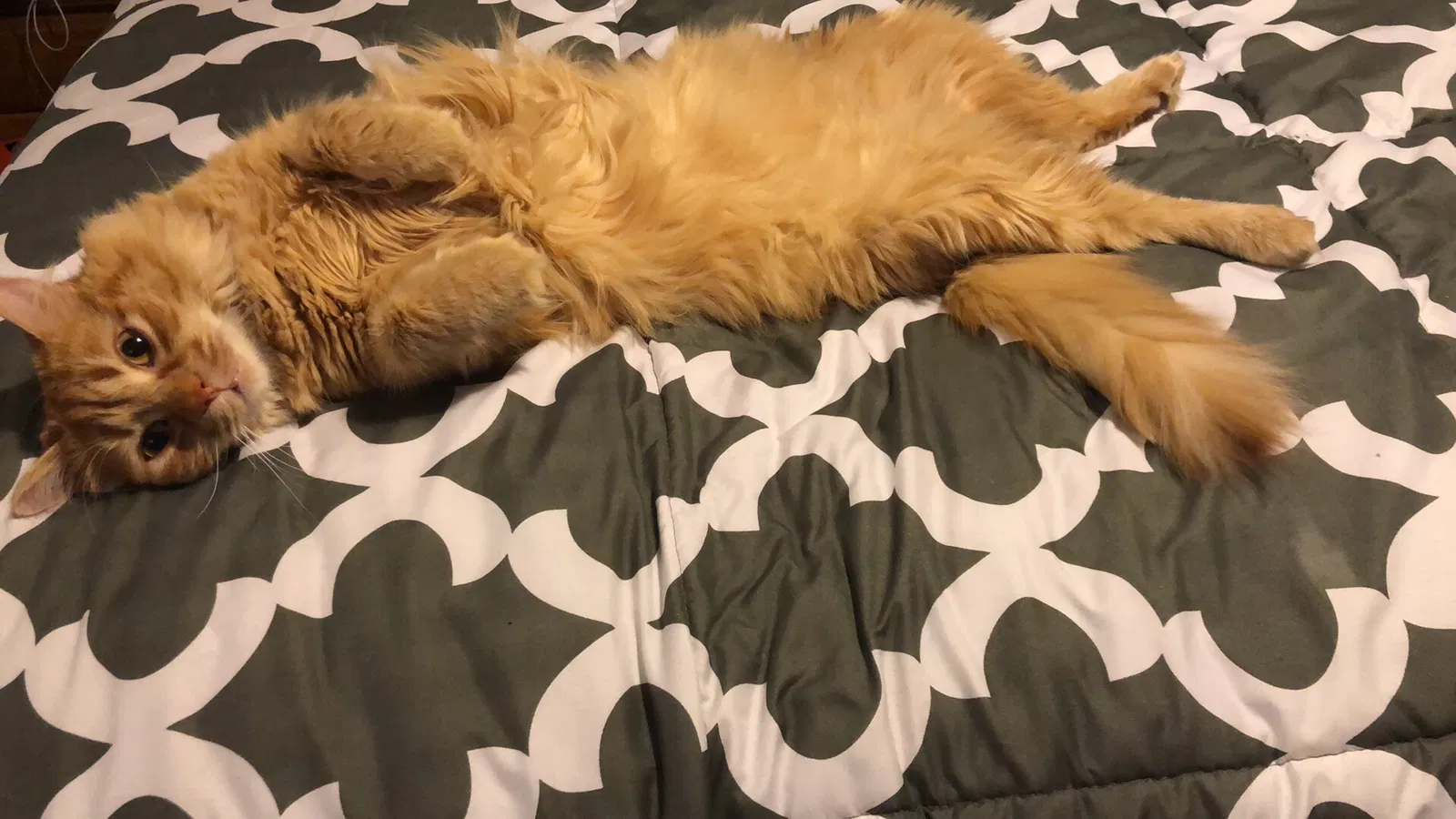 Lost cat in Roanoke, VA, 24019