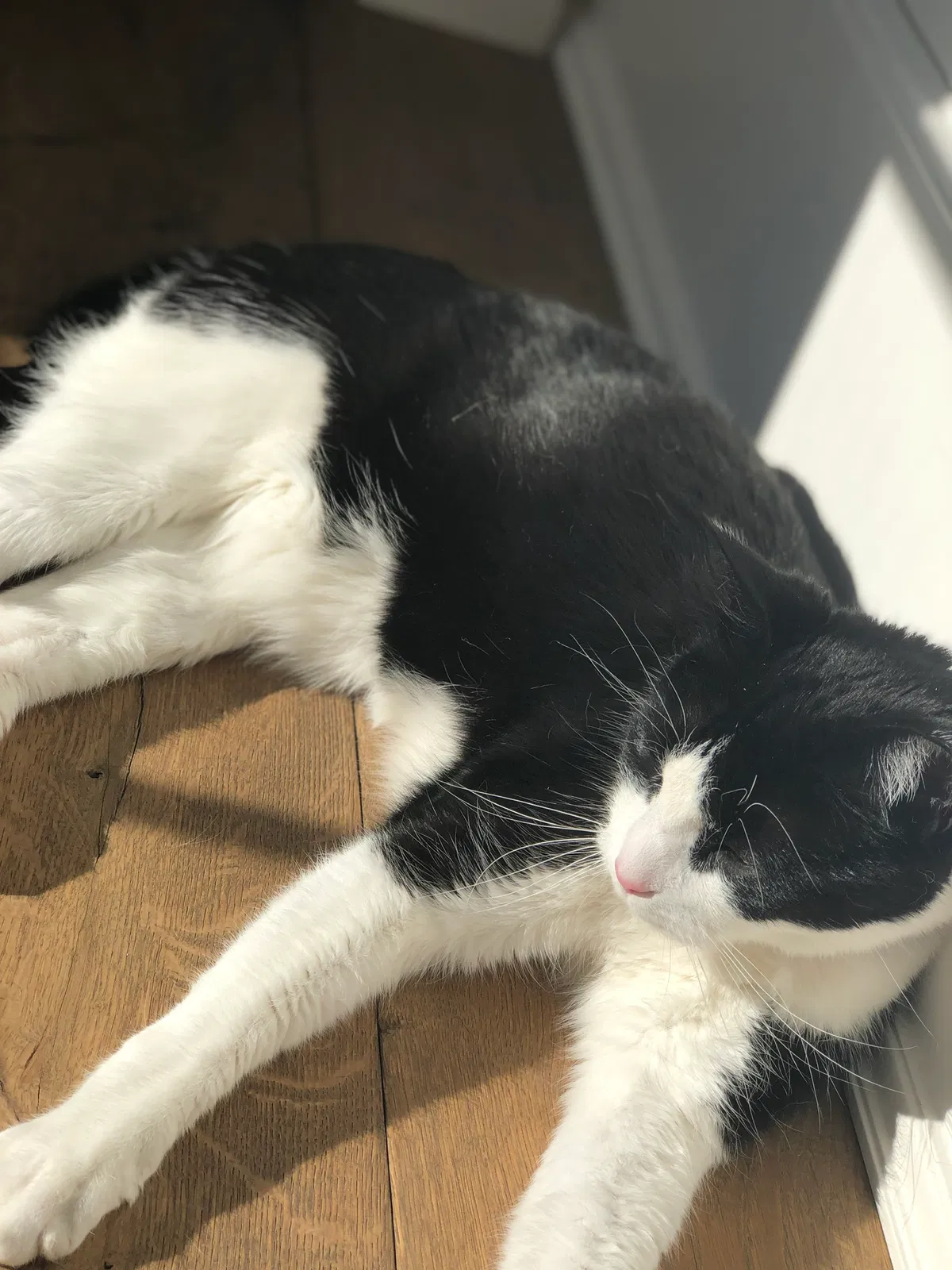 Lost cat in Mc Lean, VA, 22101