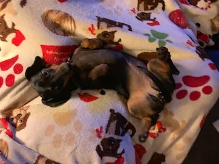 Lost dog in Apache Junction, AZ, 85119