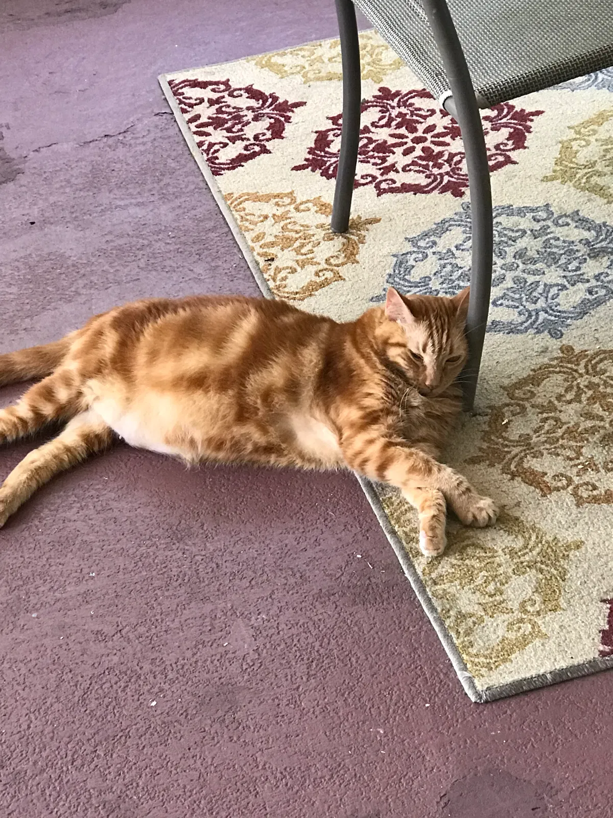 Lost cat in Sarasota, FL, 34231