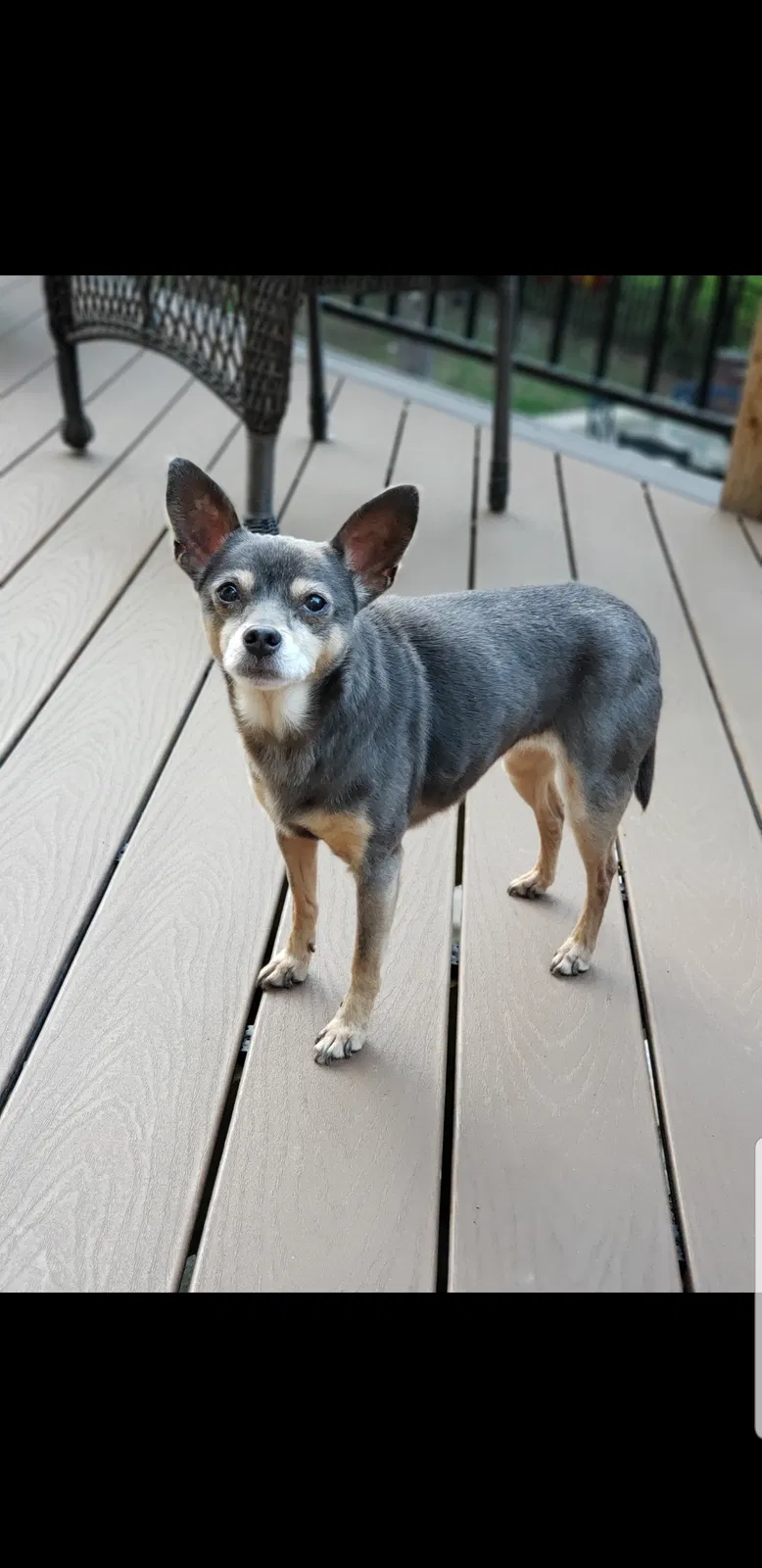 Lost dog in Schertz, TX, 78154