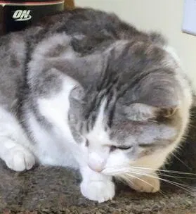 Lost cat in Charleston, SC, 29412