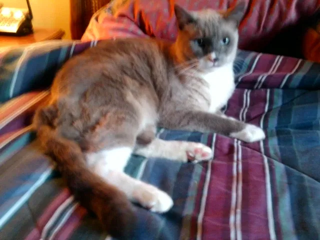 Lost cat in Atlanta, GA, 30312
