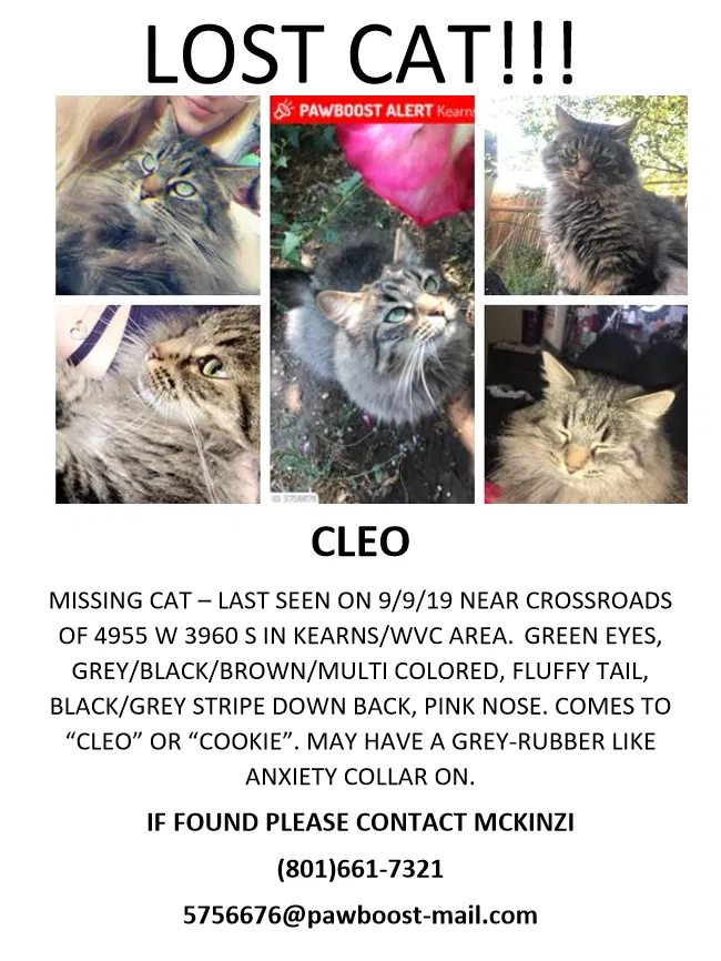 Lost cat in Salt Lake City, UT, 84129