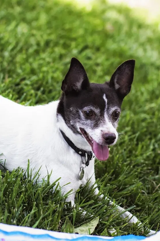 Lost dog in Laguna Beach, CA, 92651
