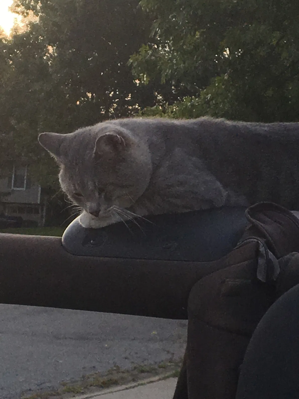Lost cat in Peculiar, MO, 64078