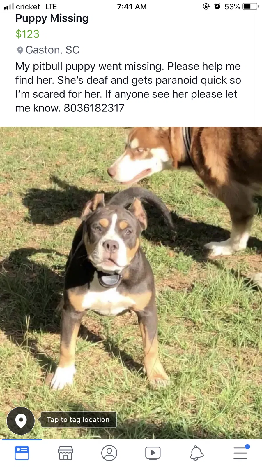 Lost dog in Gaston, SC, 29053
