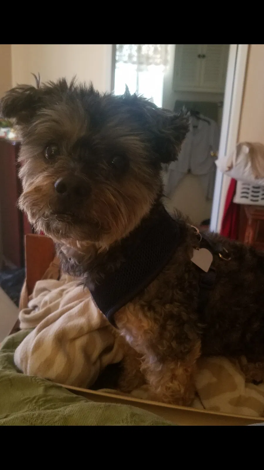Lost dog in Temecula, CA, 92592