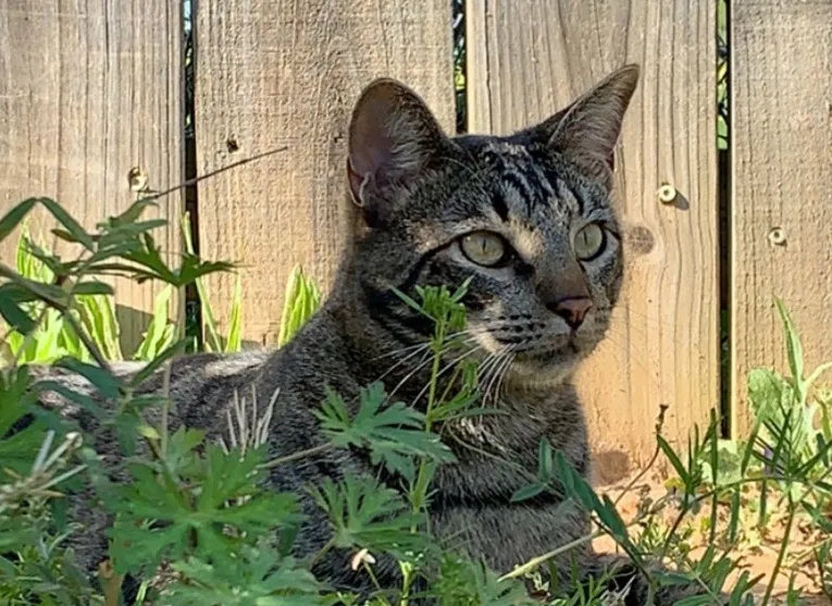 Lost cat in Whitehouse, TX, 75791