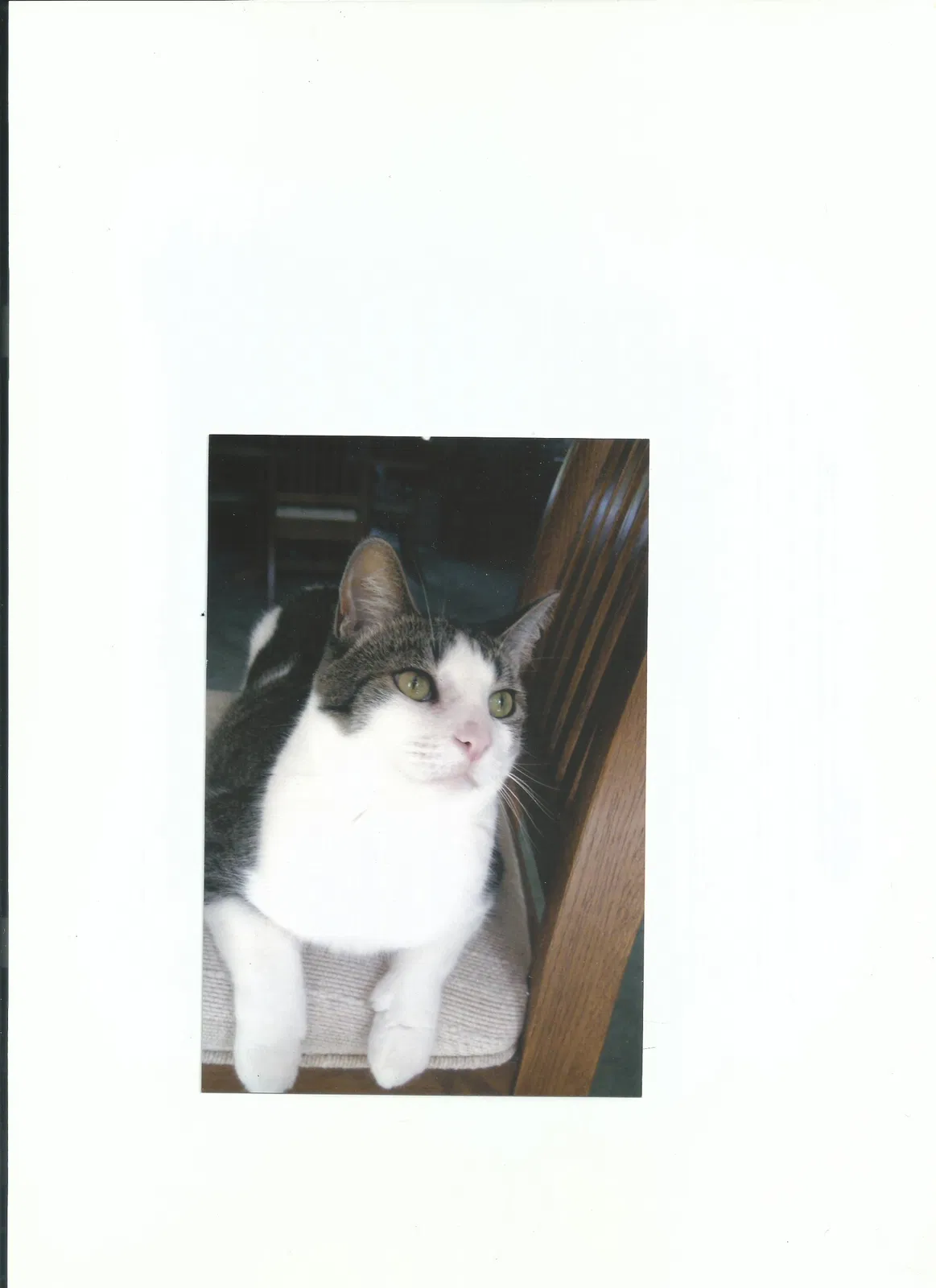 Lost cat in San Juan Capistrano, CA, 92675