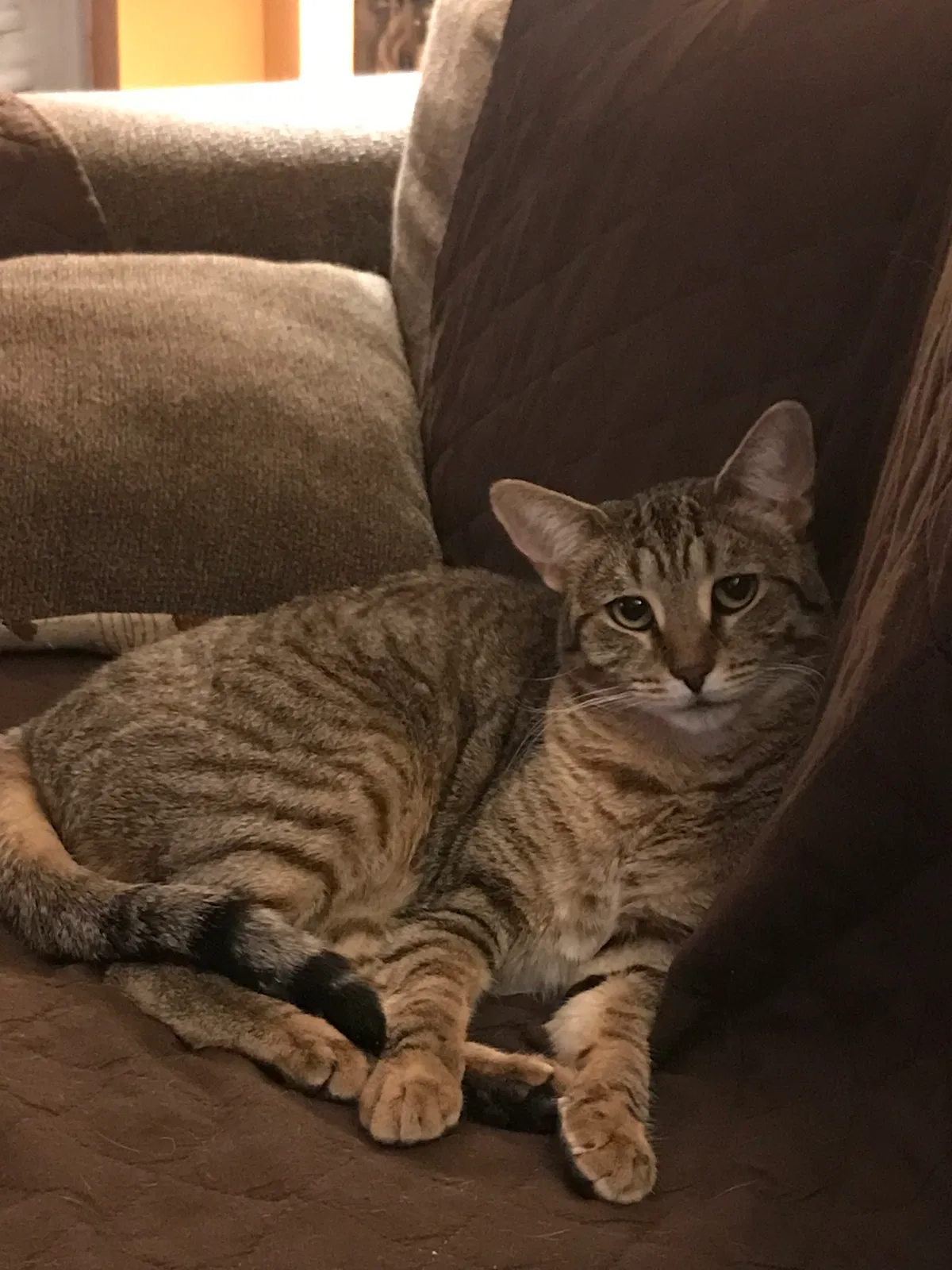 Lost cat in Far Rockaway, NY, 11693