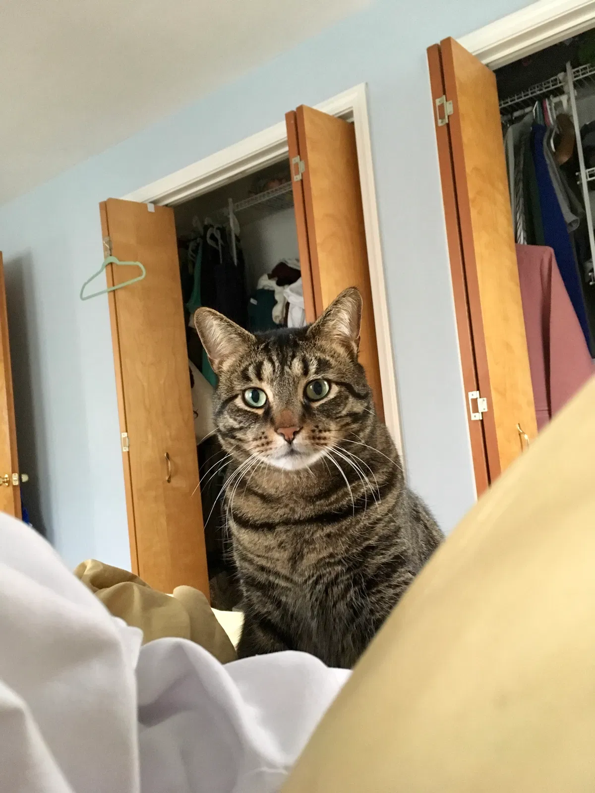 Lost cat in Rocky River, OH, 44116