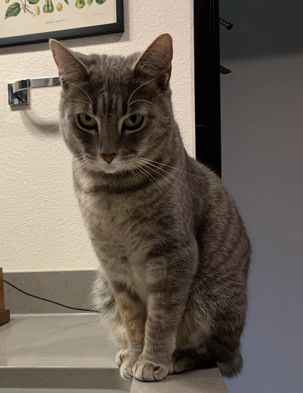 Lost cat in Portland, OR, 97202
