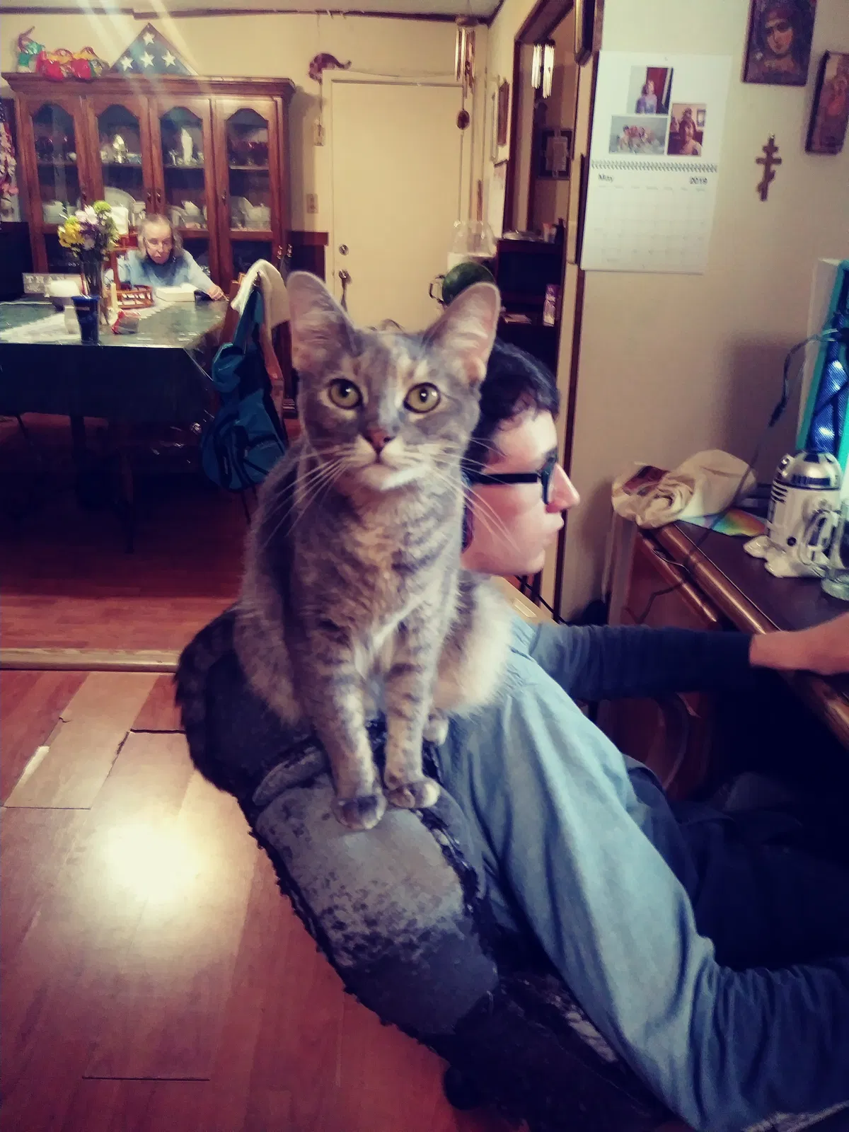 Lost cat in Mesquite, TX, 75149