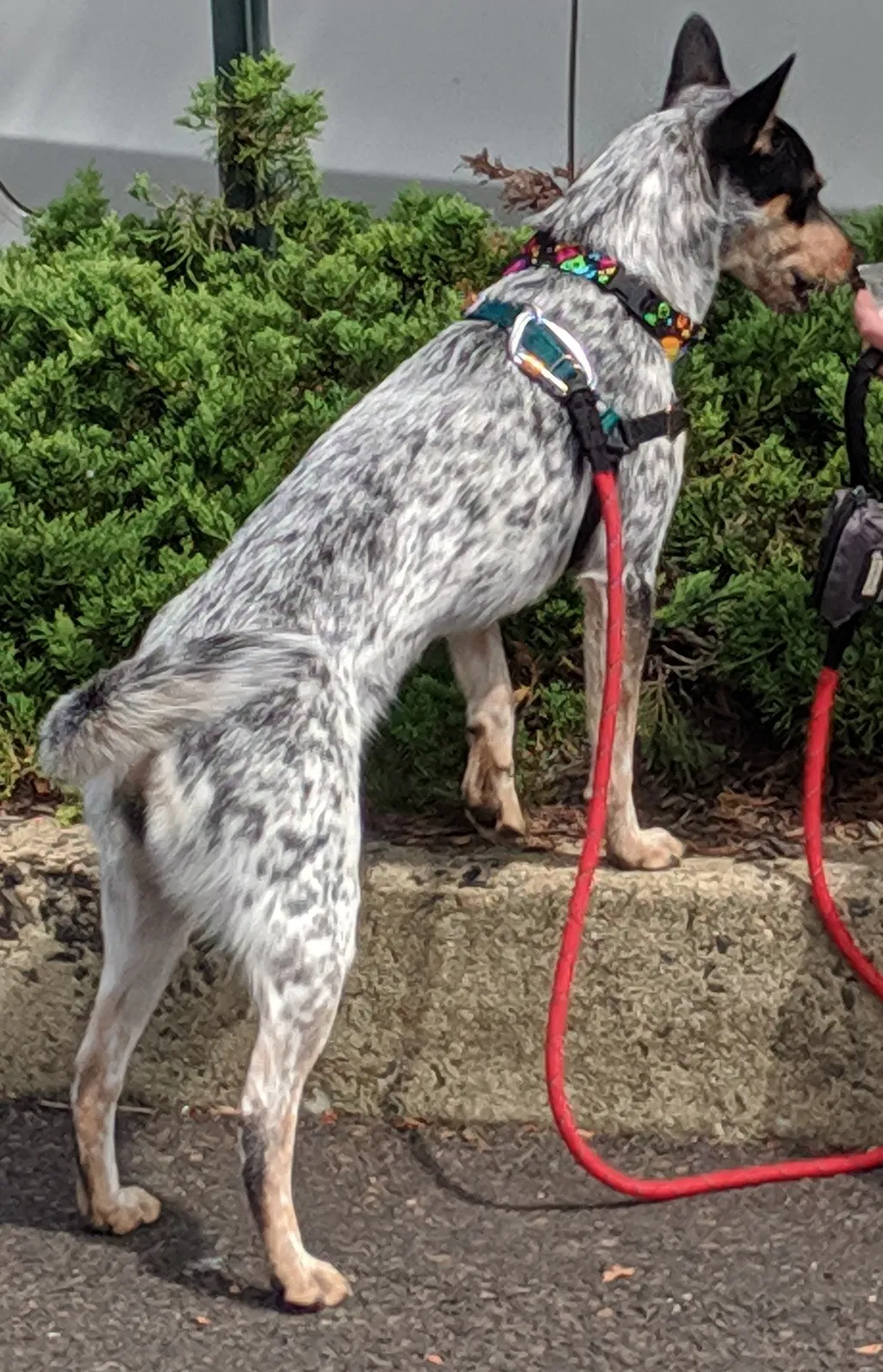 Lost dog in Seattle, WA, 98122