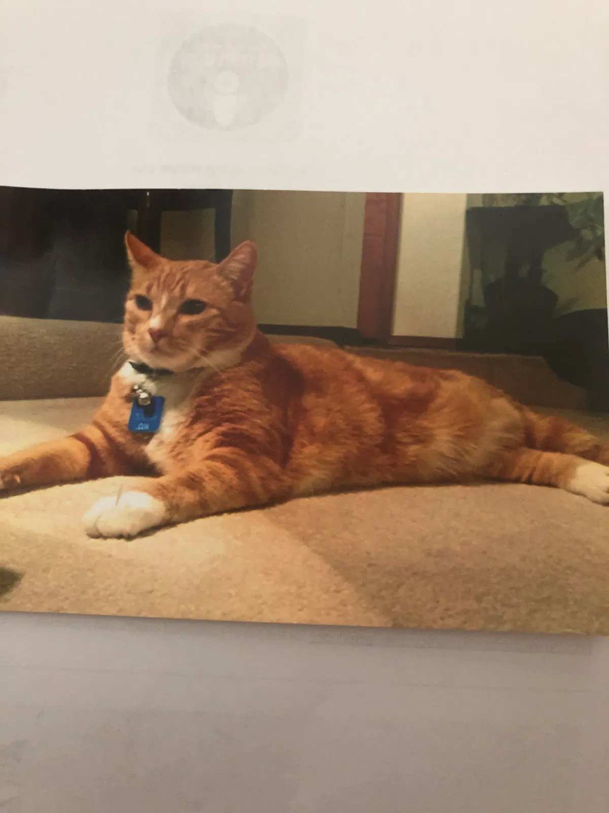 Lost cat in Cincinnati, OH, 45243