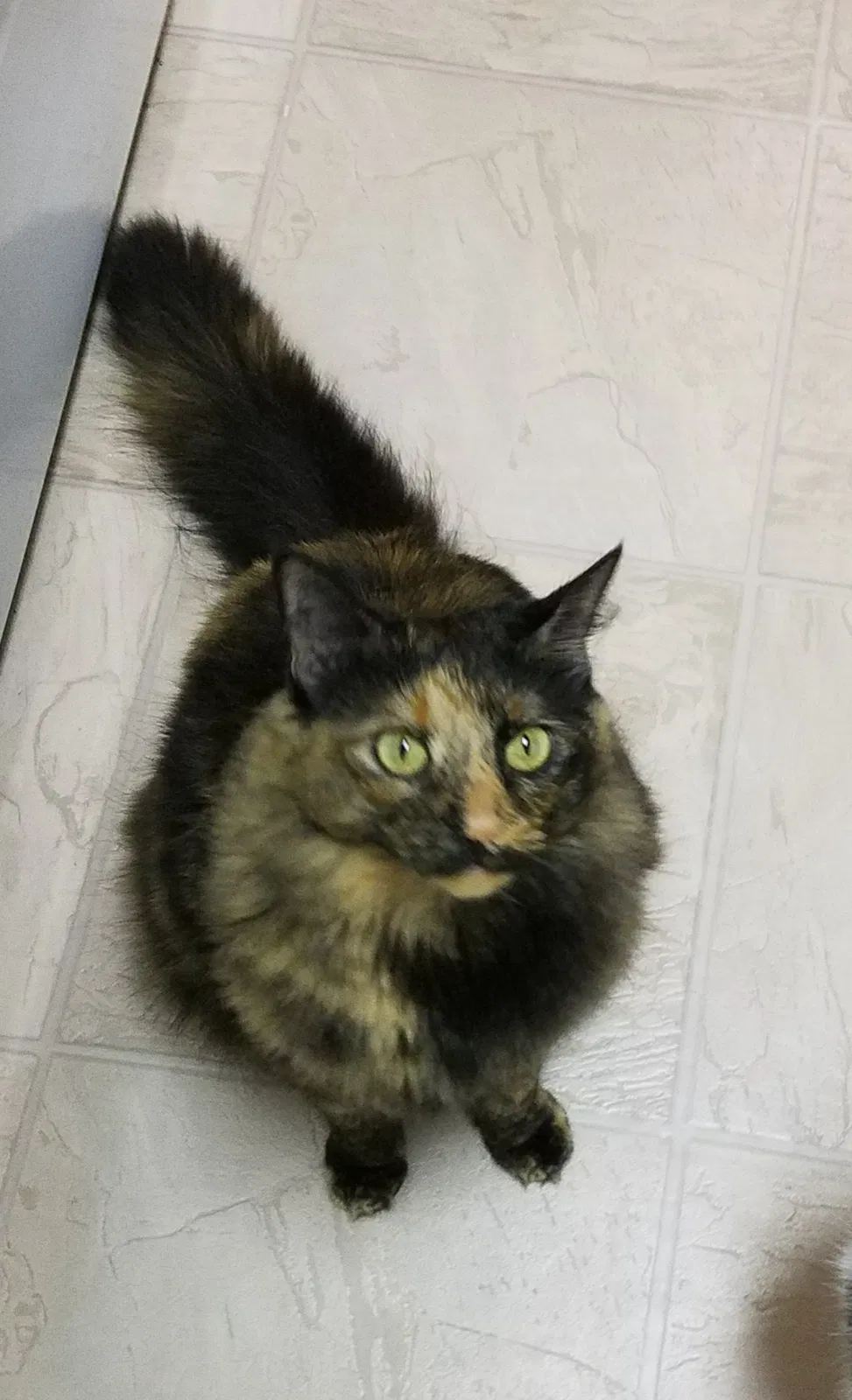 Lost cat in Gainesville, FL, 32606